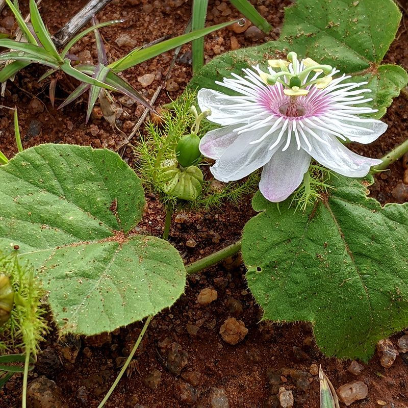 Stinking Passionflower, Passiflora foetida, Granadilla Silvestre seeds - 5
