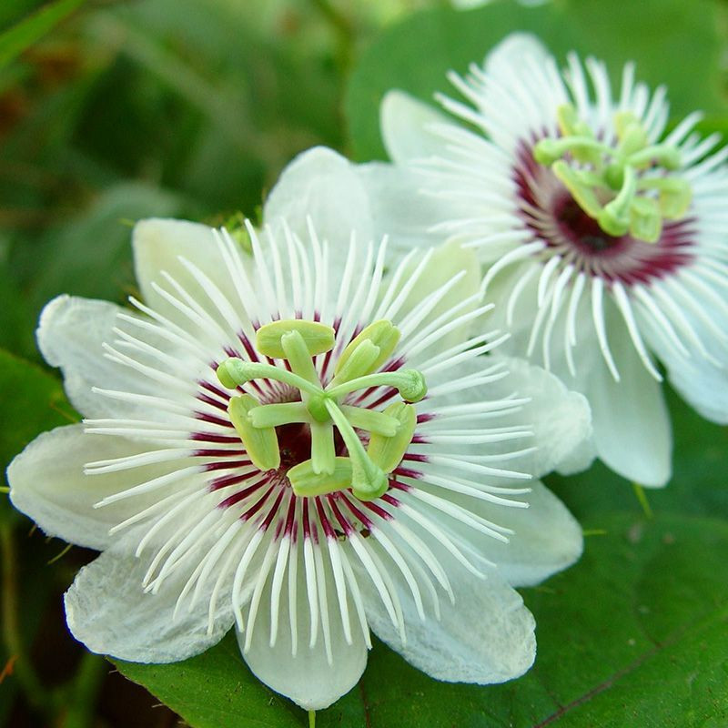 Stinking Passionflower, Passiflora foetida, Granadilla Silvestre seeds - 5