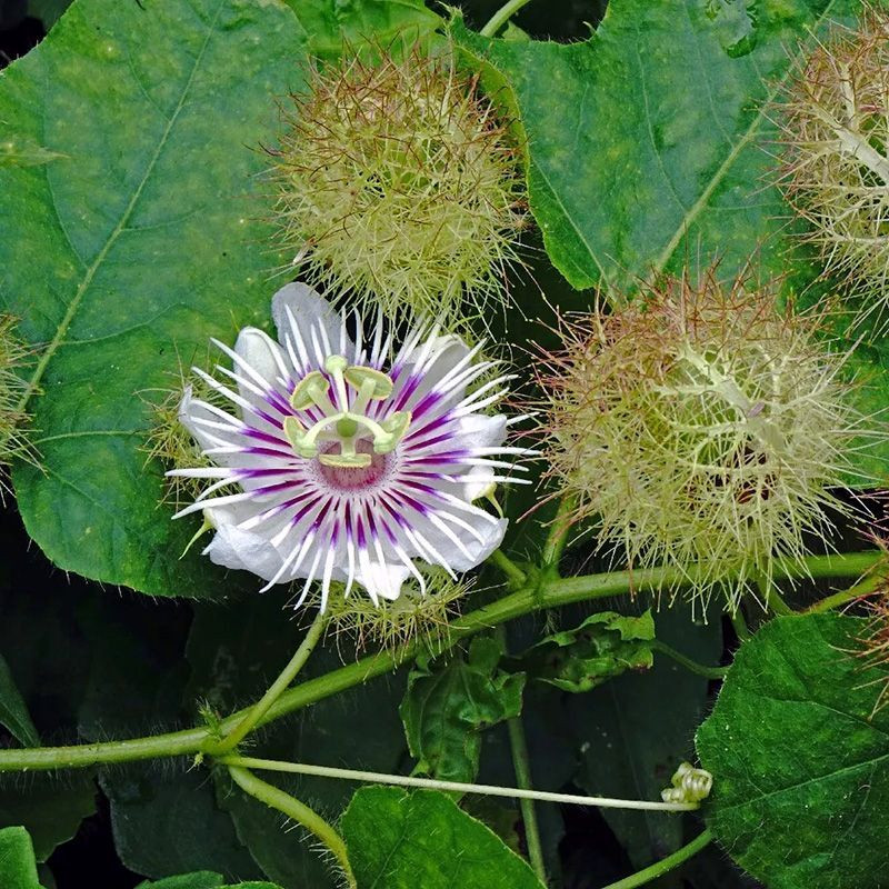 Stinking Passionflower, Passiflora foetida, Granadilla Silvestre seeds - 5