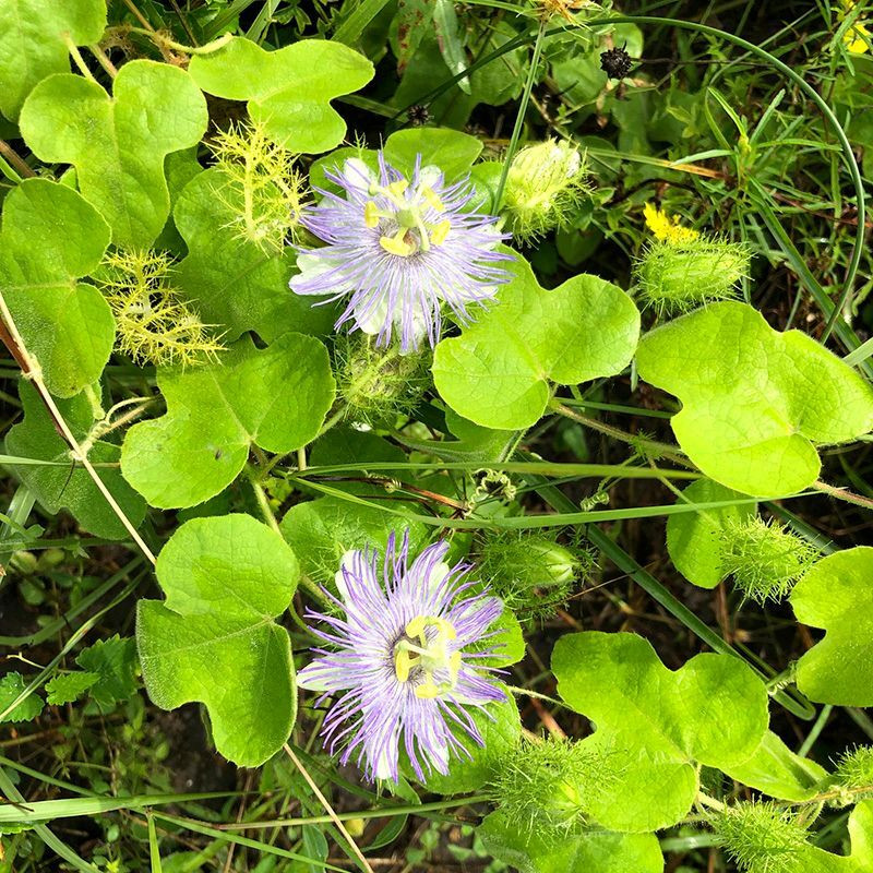 Stinking Passionflower, Passiflora foetida, Granadilla Silvestre seeds - 5