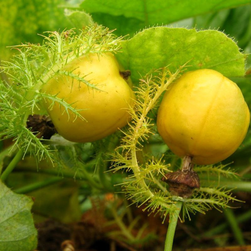 Stinking Passionflower, Passiflora foetida, Granadilla Silvestre seeds - 5