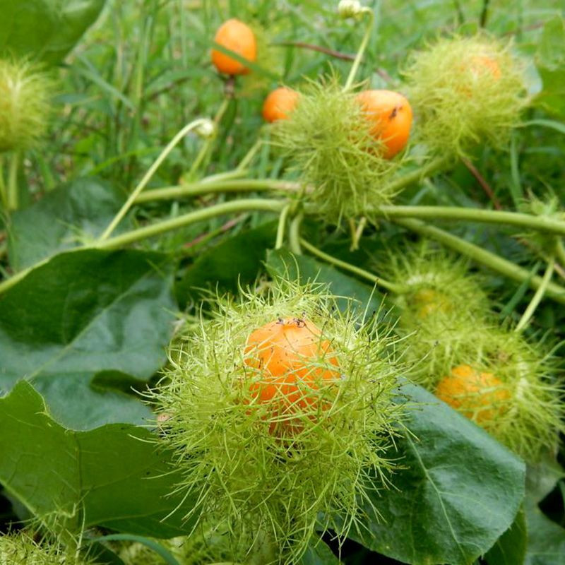 Stinking Passionflower, Passiflora foetida, Granadilla Silvestre seeds - 5