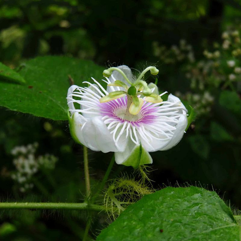 Stinking Passionflower, Passiflora foetida, Granadilla Silvestre seeds - 5