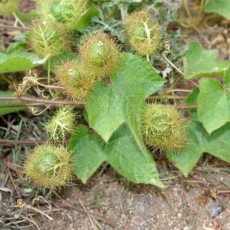 Stinking Passionflower, Passiflora foetida, Granadilla Silvestre seeds - 5