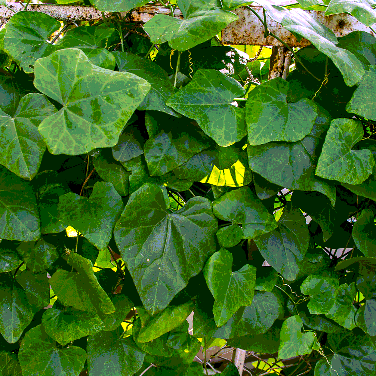 Coccinia Grandis, Tindora, Kundru, Kowai seeds - 20