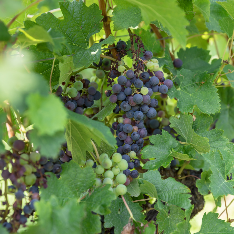 Vinifera Grape Mix (Red, Green, black) seeds - 10