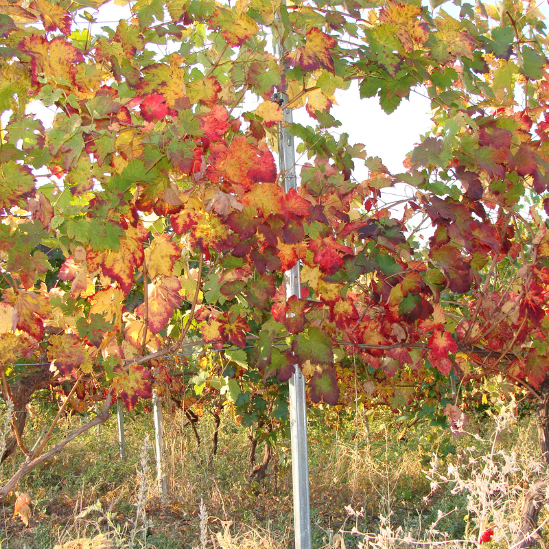 Vinifera Grape Mix (Red, Green, black) seeds - 10