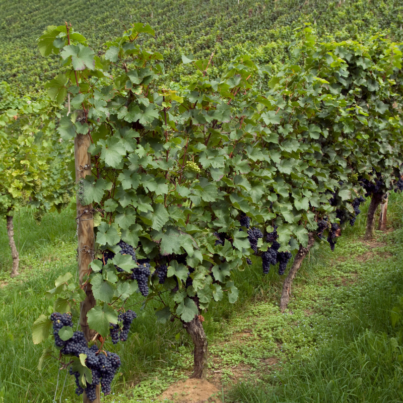 Vinifera Grape Mix (Red, Green, black) seeds - 10