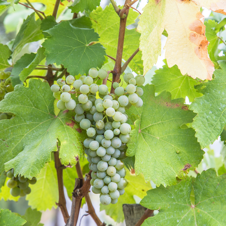 Vinifera Grape Mix (Red, Green, black) seeds - 10