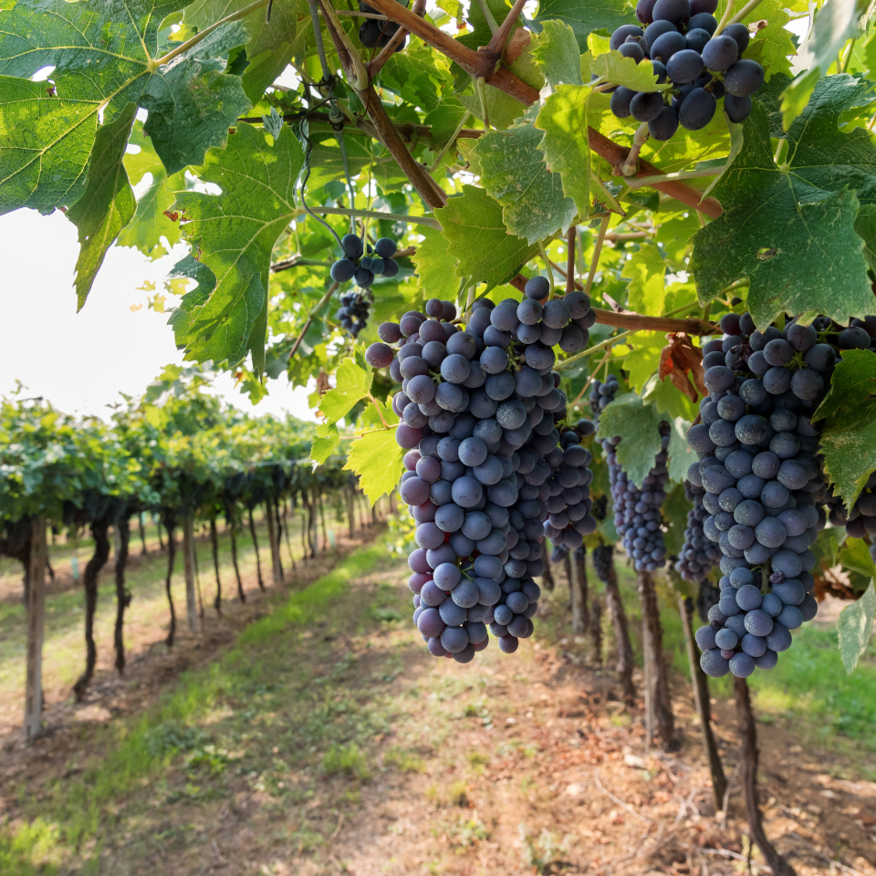 Vinifera Grape Mix (Red, Green, black) seeds - 10