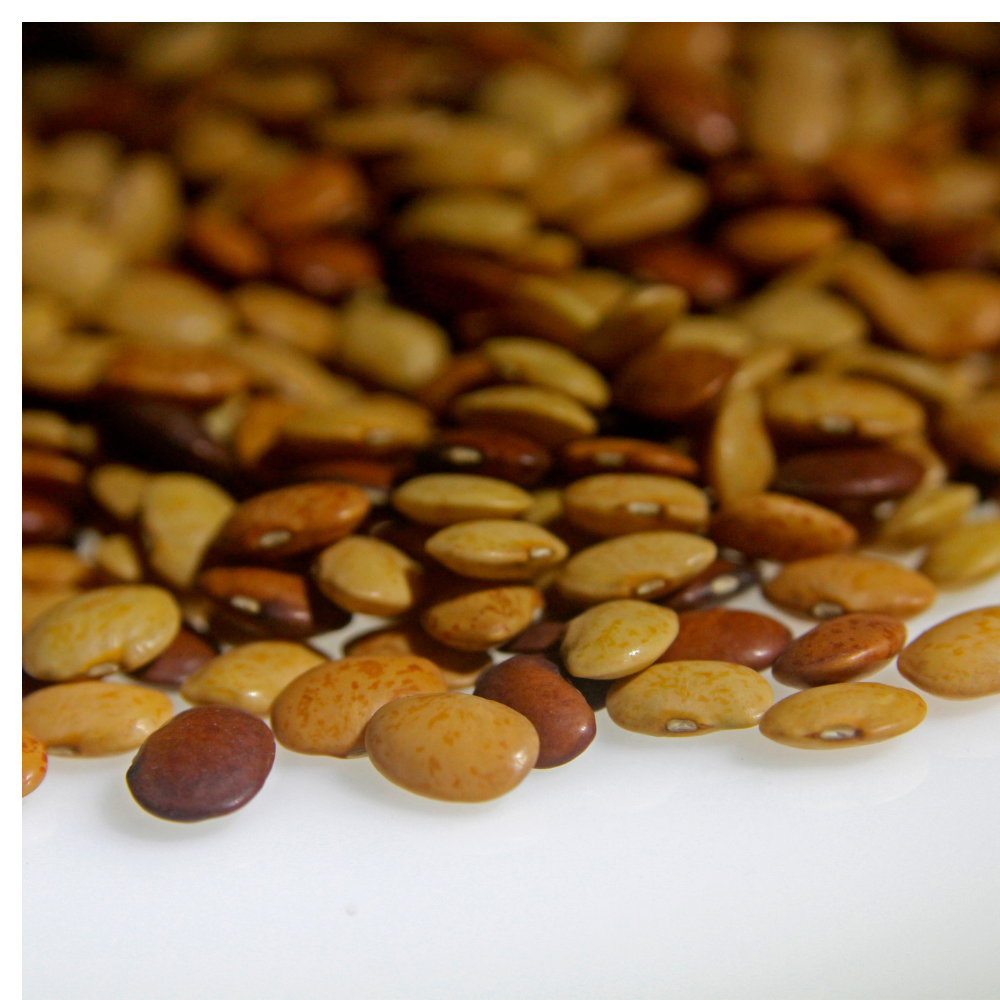 Dolichos Biflorus, Kulthi, Horse Gram, Indian Legume seeds - 20
