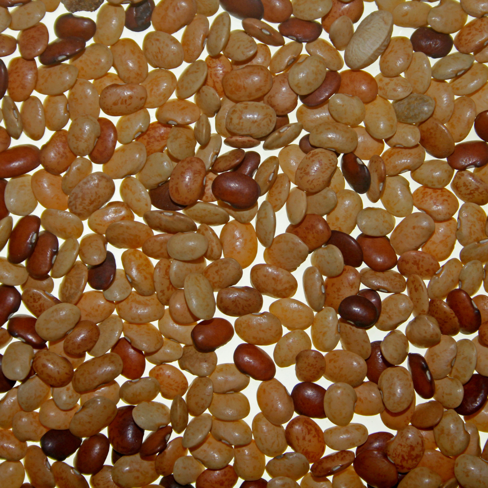 Dolichos Biflorus, Kulthi, Horse Gram, Indian Legume seeds - 20