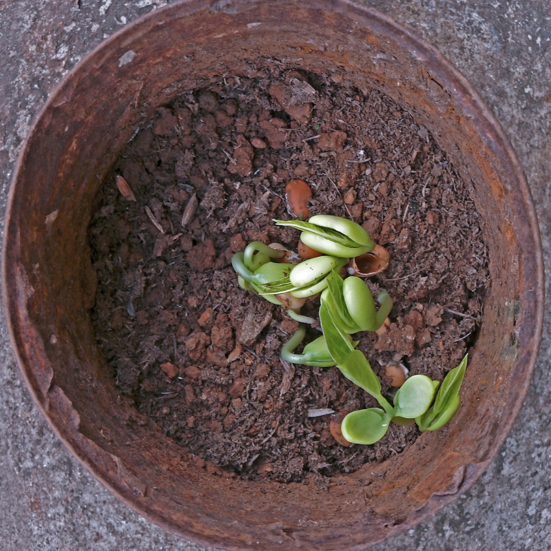 Dolichos Biflorus, Kulthi, Horse Gram, Indian Legume seeds - 20