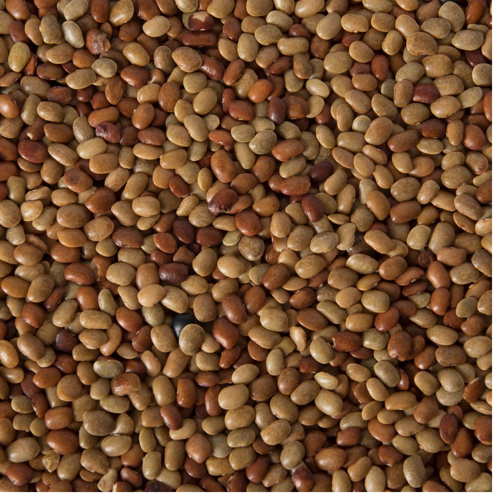 Dolichos Biflorus, Kulthi, Horse Gram, Indian Legume seeds - 20