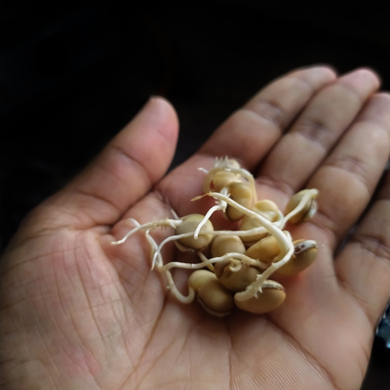 Dolichos Biflorus, Kulthi, Horse Gram, Indian Legume seeds - 20