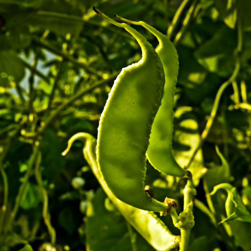 Dolichos Biflorus, Kulthi, Horse Gram, Indian Legume seeds - 20