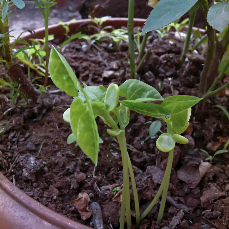 Dolichos Biflorus, Kulthi, Horse Gram, Indian Legume seeds - 20