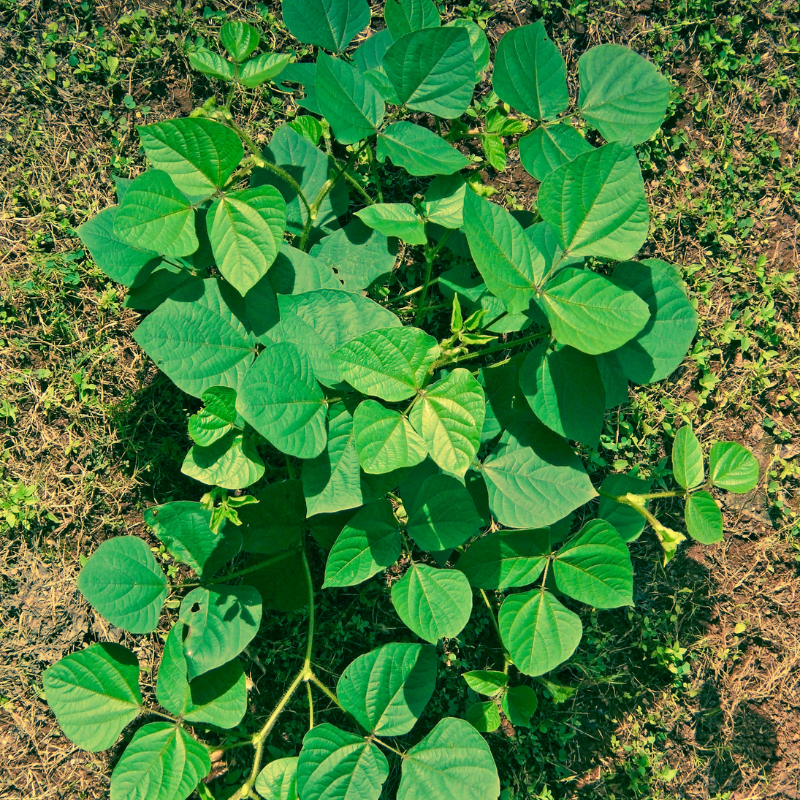 Dolichos Biflorus, Kulthi, Horse Gram, Indian Legume seeds - 20