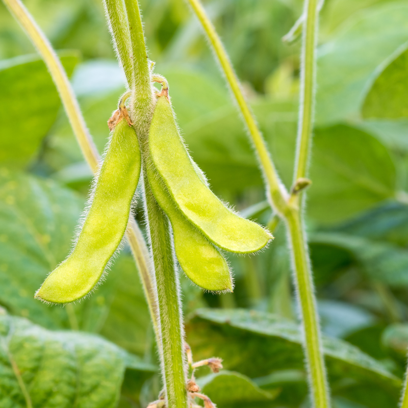 Glycine max (Edamame, Soy Beans) - 10