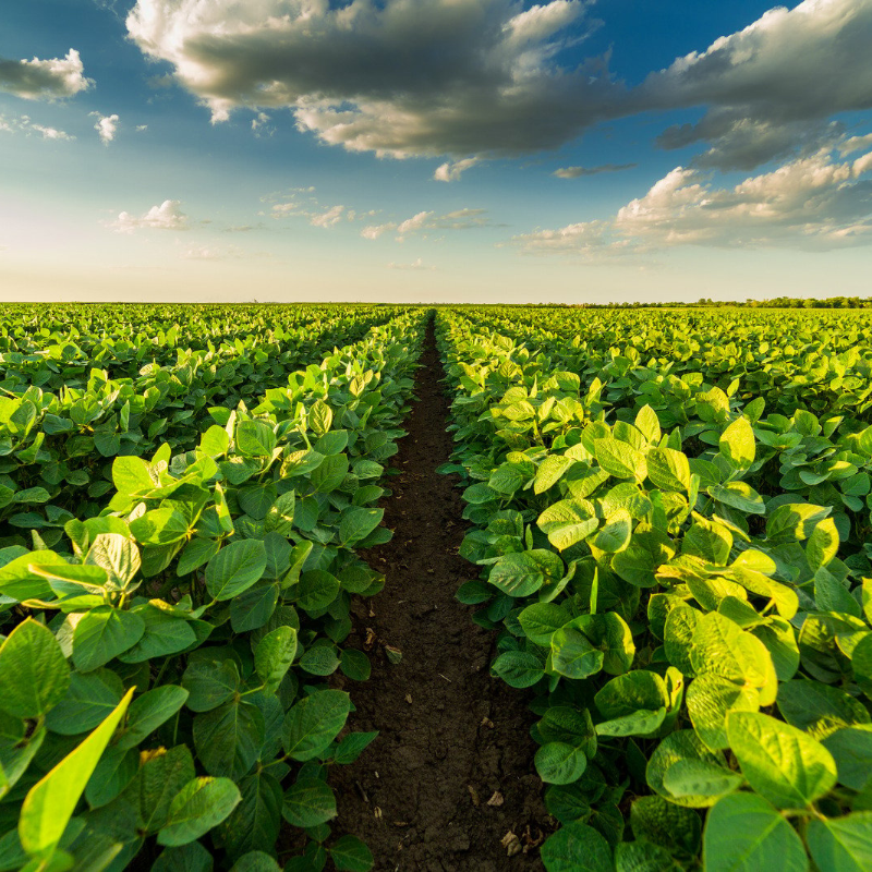 Glycine max (Edamame, Soy Beans) - 10