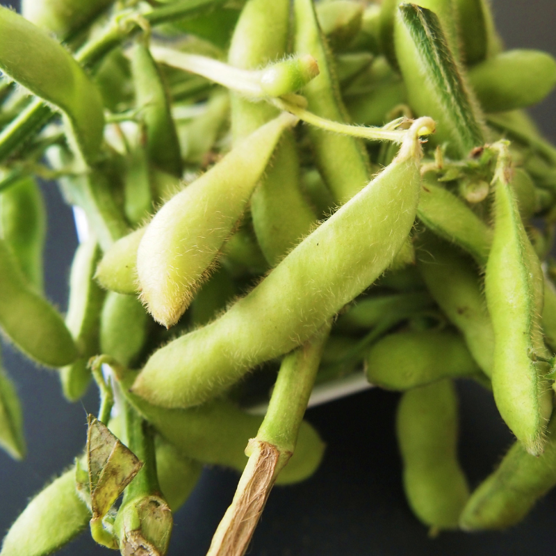 Glycine max (Edamame, Soy Beans) - 10
