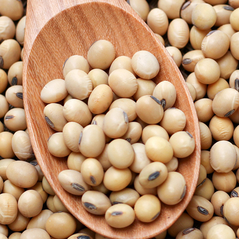 Glycine max (Edamame, Soy Beans) - 10