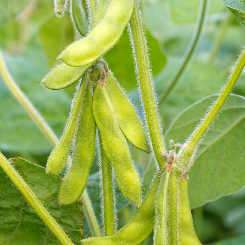 Glycine max (Edamame, Soy Beans) - 10