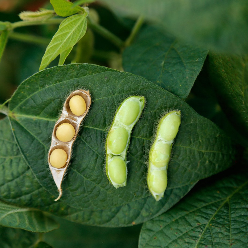 Glycine max (Edamame, Soy Beans) - 10