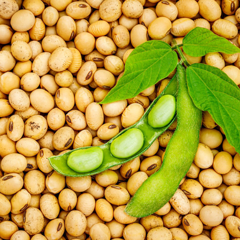 Glycine max (Edamame, Soy Beans) - 10