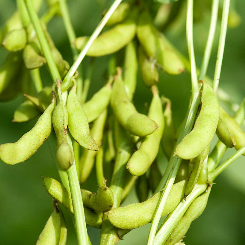 Glycine max (Edamame, Soy Beans) - 10