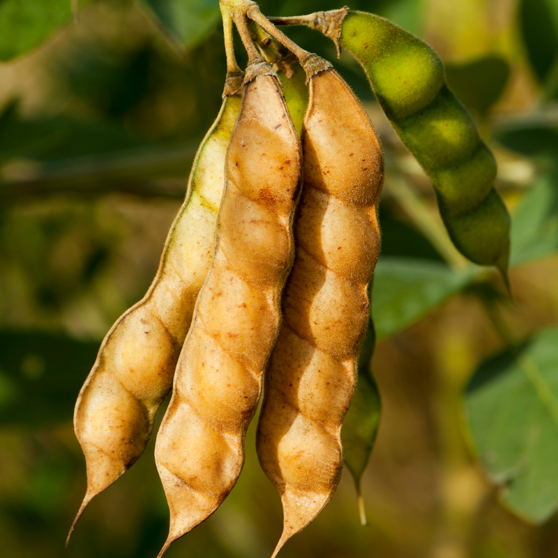 Glycine max (Edamame, Soy Beans) - 10