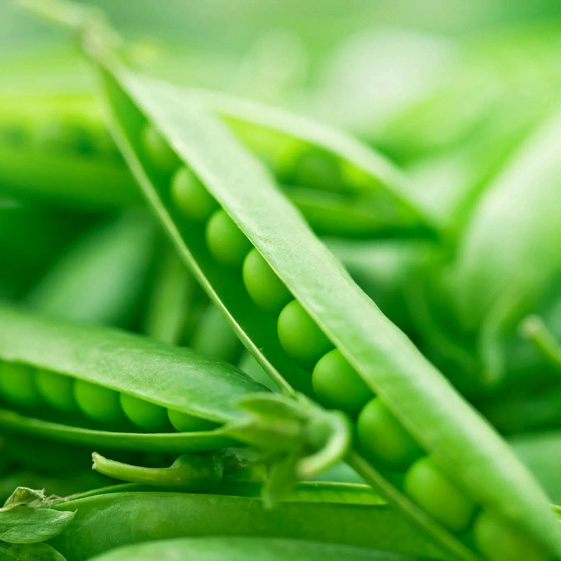 Green Peas Arkel seeds - 10