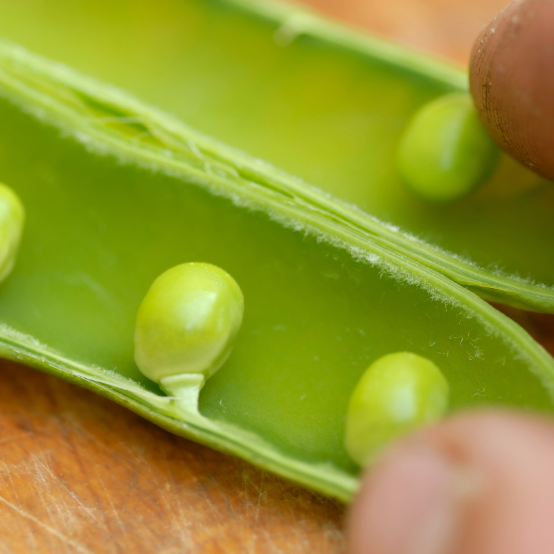 Green Peas Arkel seeds - 10