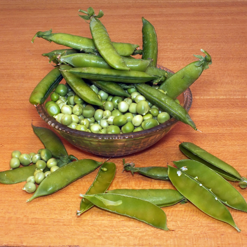 Green Peas Arkel seeds - 10