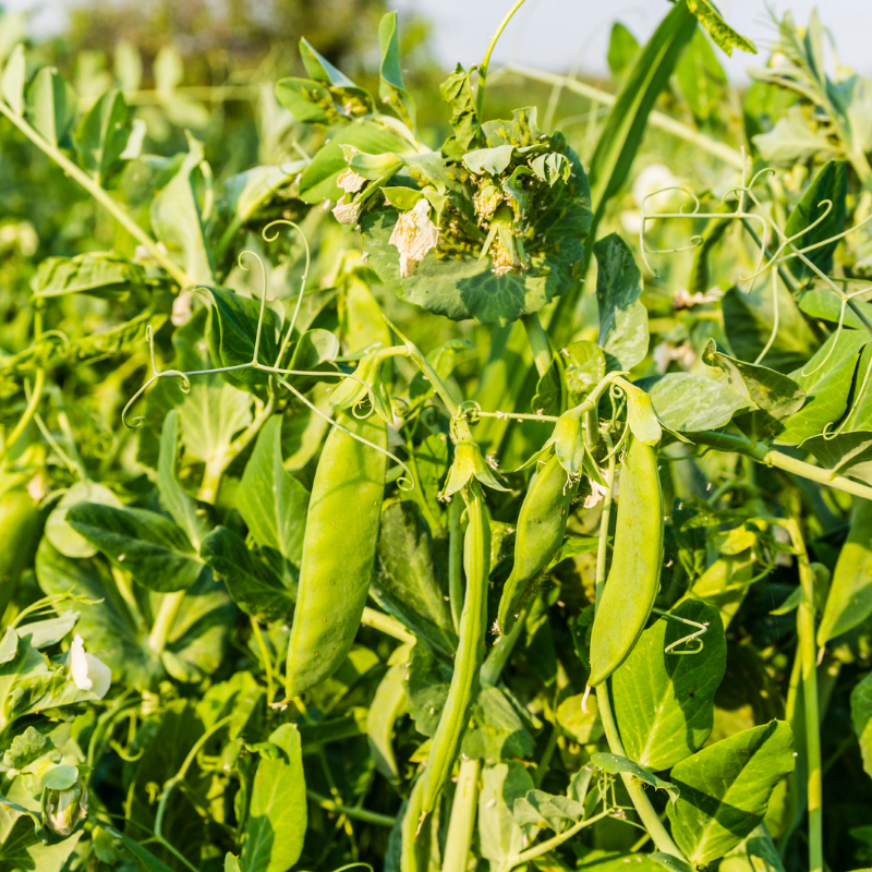 Green Peas Arkel seeds - 10