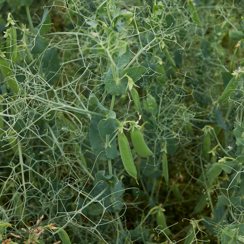 Green Peas Arkel seeds - 10