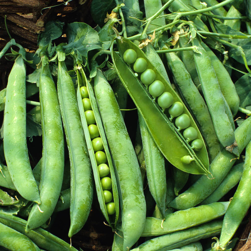 Green Peas Arkel seeds - 10