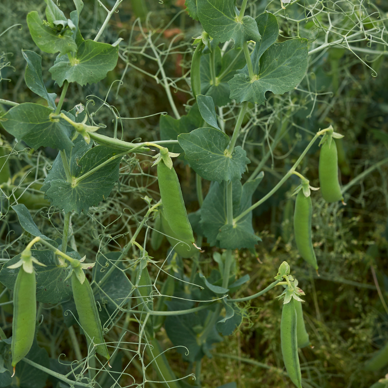 Green Peas Arkel seeds - 10