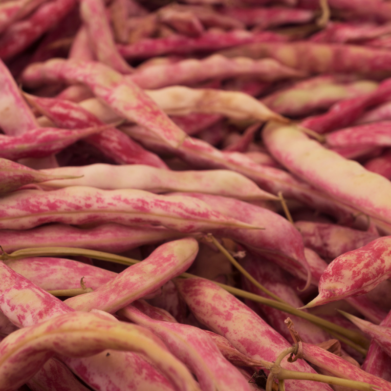 Roshni beans - 10
