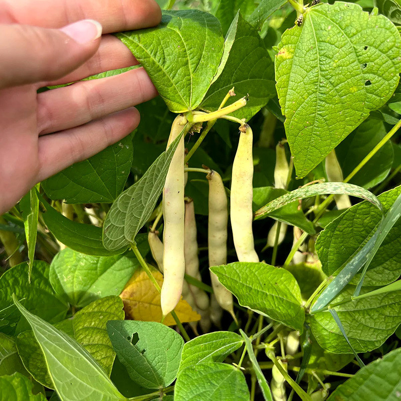 Roshni beans - 10