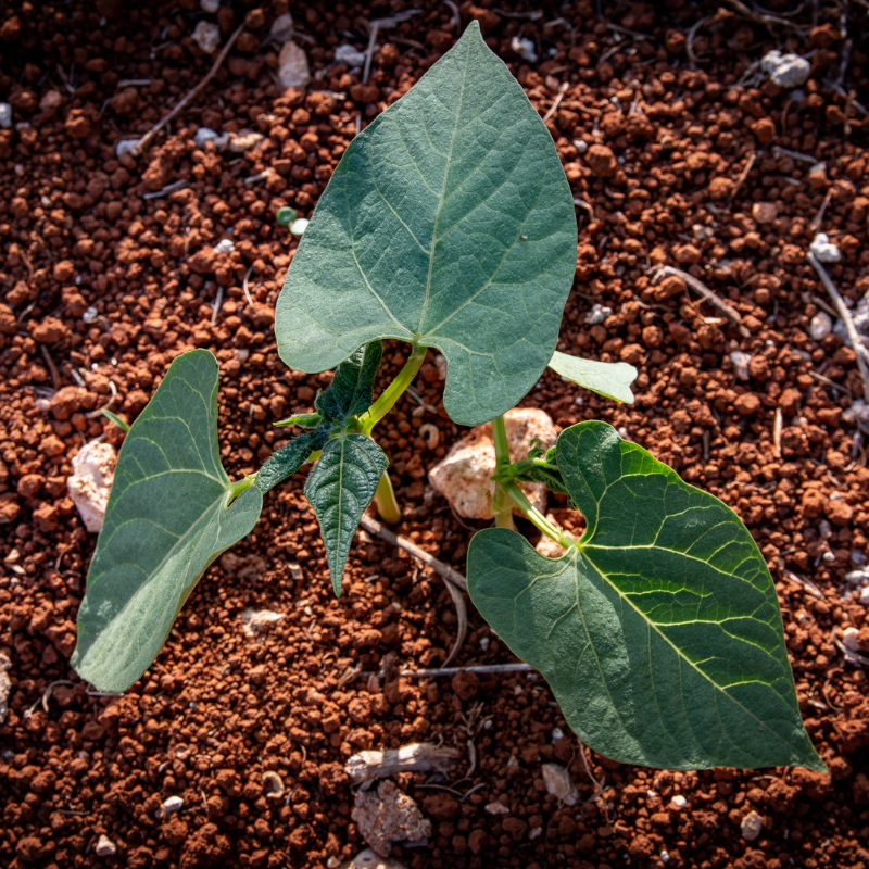 Roshni beans - 10