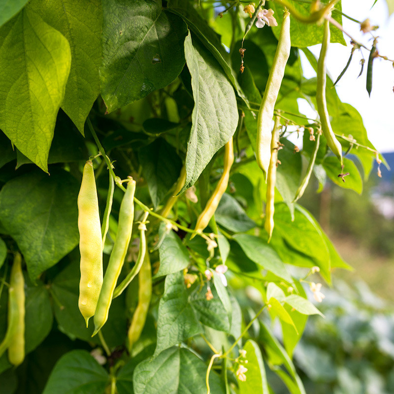 Roshni beans - 10
