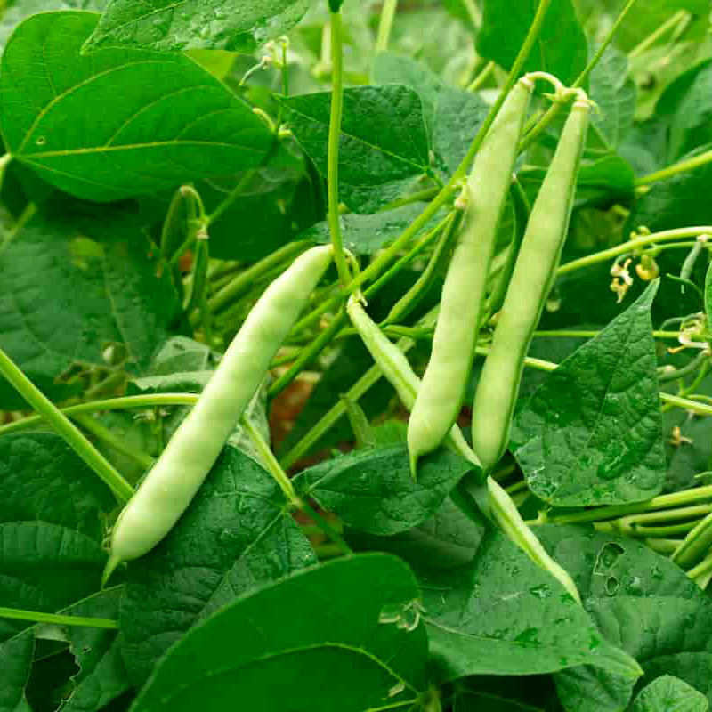 Roshni beans - 10