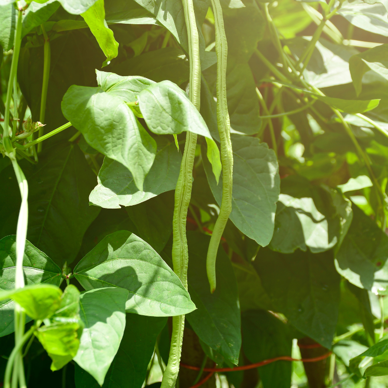 Yard long beans Laffa seeds - 10
