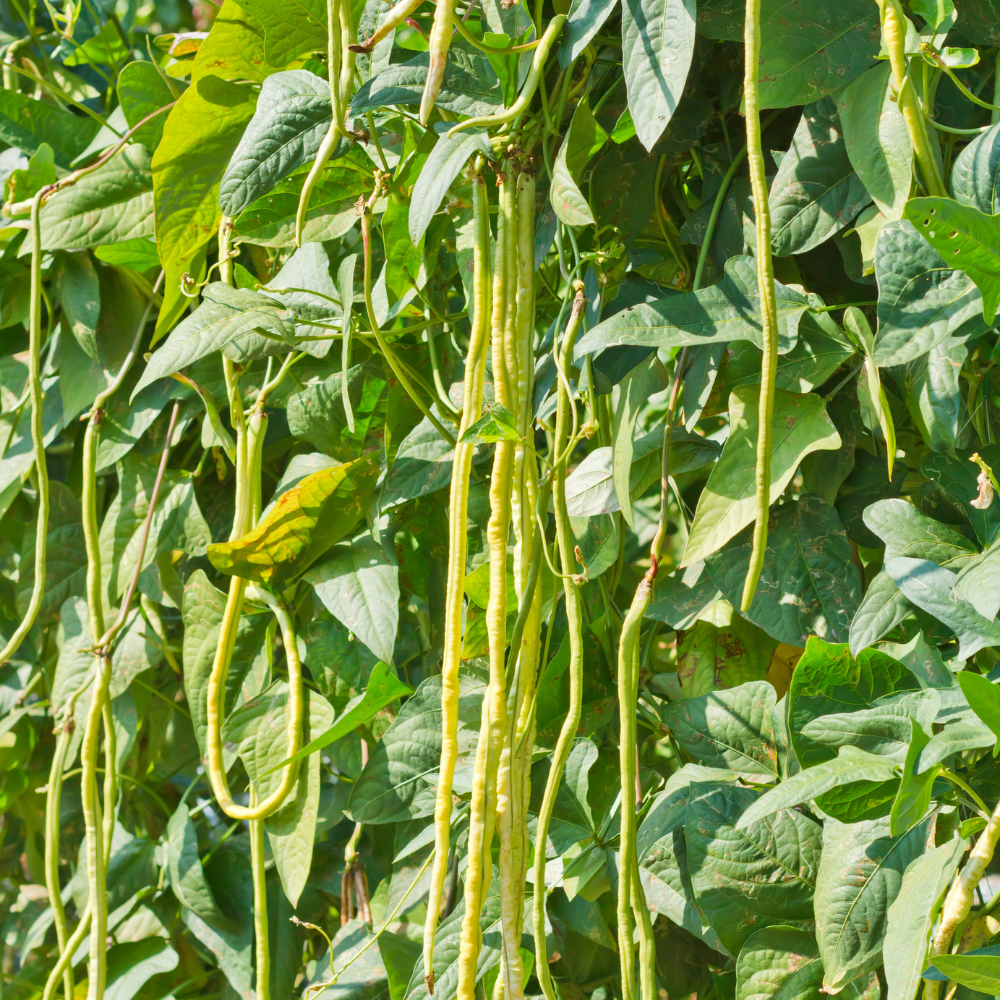 Yard long beans Laffa seeds - 10
