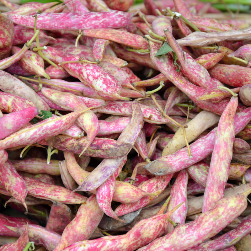 Kashmiri cranberry beans, Thull rajma seeds - 10