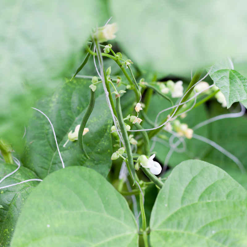 Kashmiri cranberry beans, Thull rajma seeds - 10