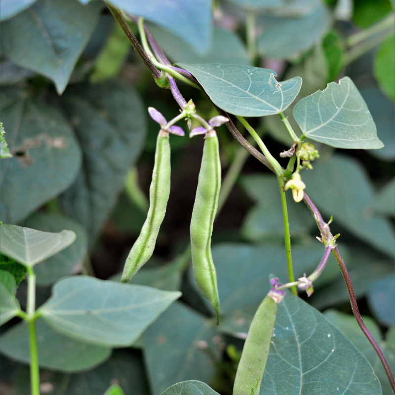 Kashmiri cranberry beans, Thull rajma seeds - 10
