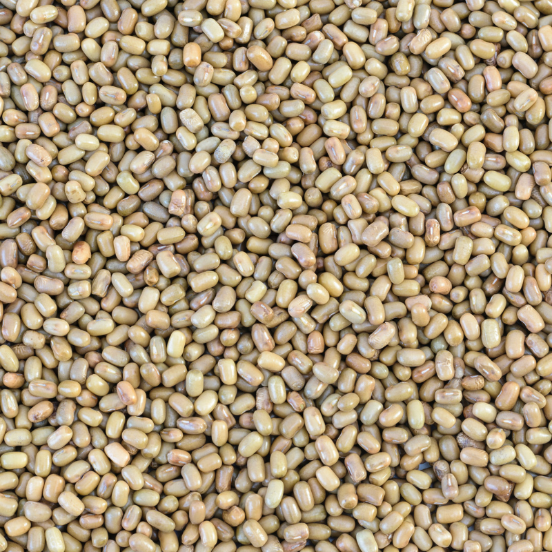 Vigna aconitifolia, Mat bean white, Matki seeds - 100