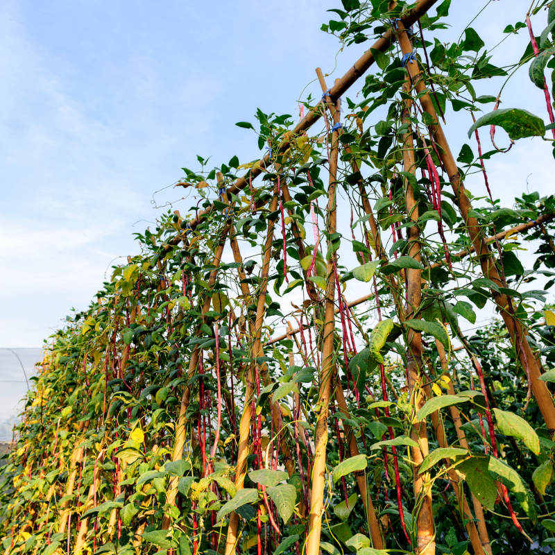 Vigna aconitifolia, Mat bean white, Matki seeds - 100